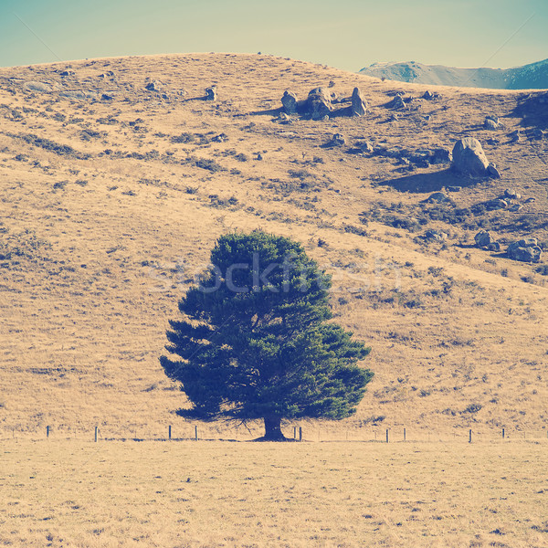 Lone Tree Stock photo © THP