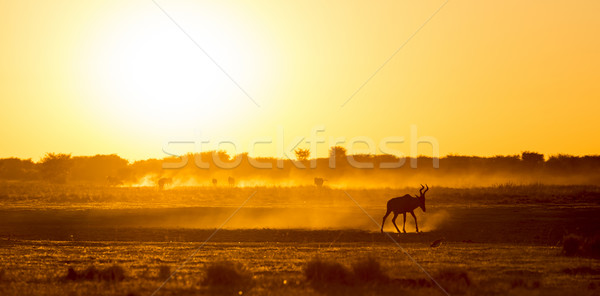 Afryki wygaśnięcia krajobraz spaceru zakurzony ziemi Zdjęcia stock © THP