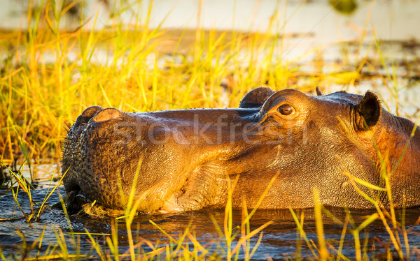 Hippopotamus Chobe River  Stock photo © THP