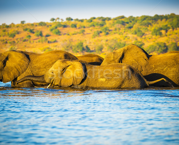 Elephant Herd Crossing Chobe River Stock photo © THP