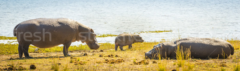 Hippopotamus Family Stock photo © THP