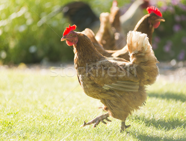 Chickens Stock photo © THP