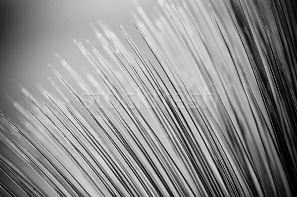 Grass Tree Details Stock photo © THP
