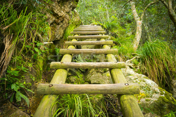 Stockfoto: Bos · stap · ladder · oude · houten · wandelen