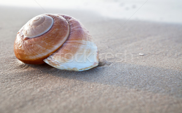 été plage mer coucher du soleil océan [[stock_photo]] © ThreeArt