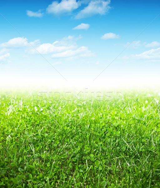 Wiosną zielona trawa Błękitne niebo chmury tekstury ogród Zdjęcia stock © ThreeArt