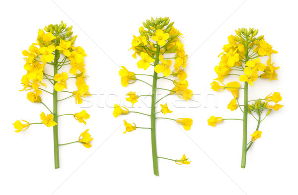 Rapeseed Flowers Isolated on White Background Stock photo © ThreeArt