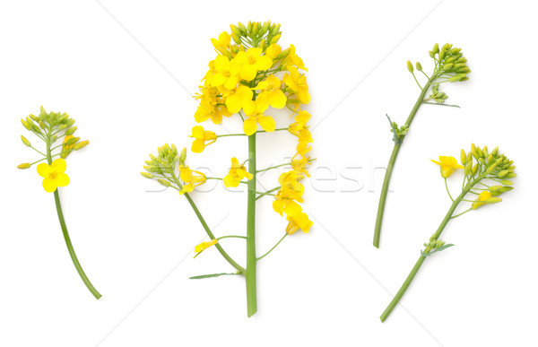 Rapeseed Flowers Isolated on White Background Stock photo © ThreeArt