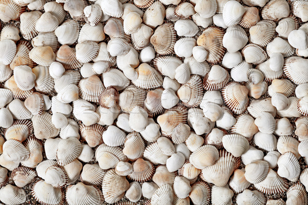 Foto stock: Naturalismo · conchas · conchas · praia · praia · natureza