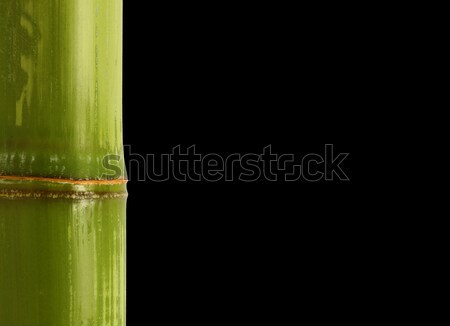 Bambusz kép közelkép űr szöveg fa Stock fotó © tiero