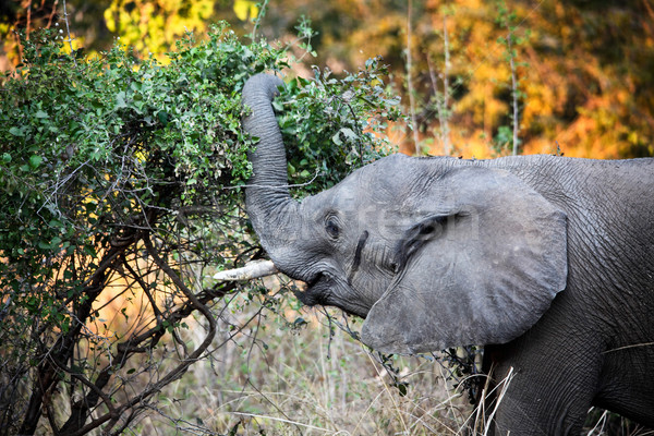 elephant detail Stock photo © tiero