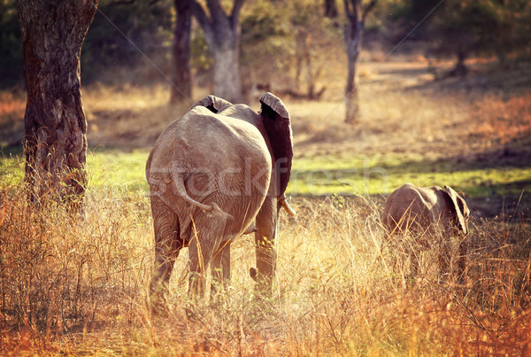 elephants background Stock photo © tiero