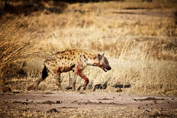 Hiéna séta park Zambia természet Afrika Stock fotó © tiero