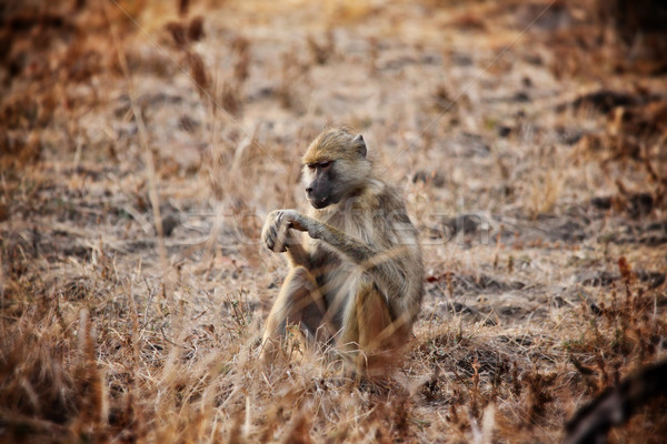 baboon  Stock photo © tiero