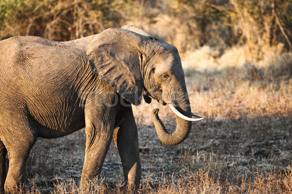 elephant portrait  Stock photo © tiero