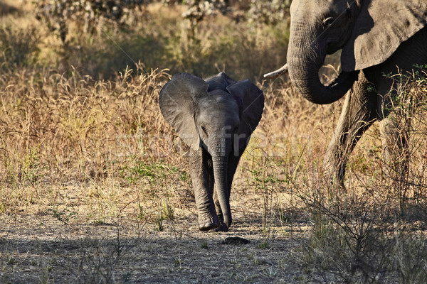 baby elephant Stock photo © tiero