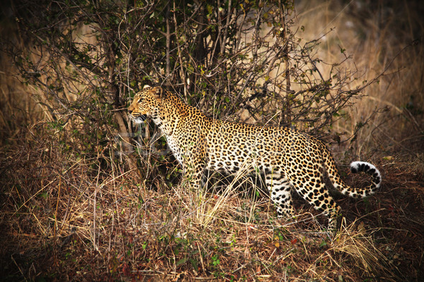 leopard portrait Stock photo © tiero