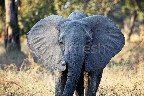 elephant portrait Stock photo © tiero