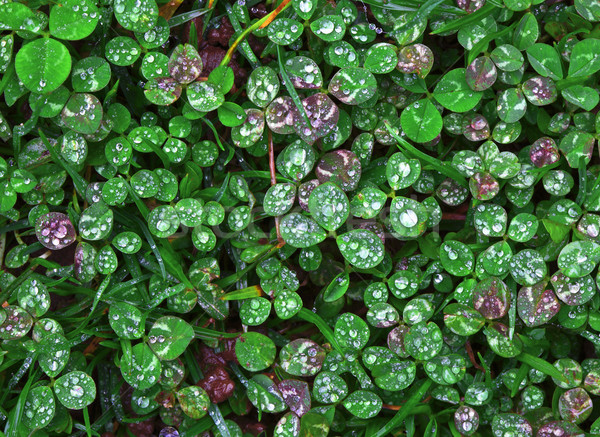 Stock photo: clover  wet Trifolium background