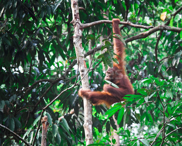 orangutang in rainforest Stock photo © tiero