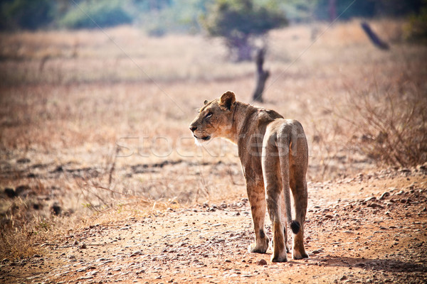 lioness Stock photo © tiero