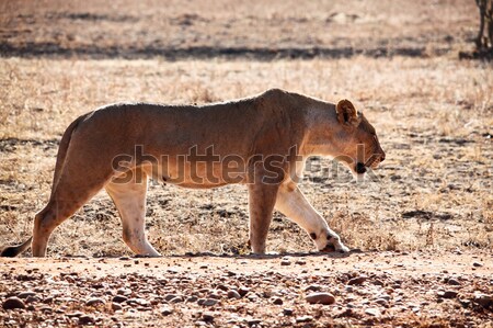 lioness portrait Stock photo © tiero