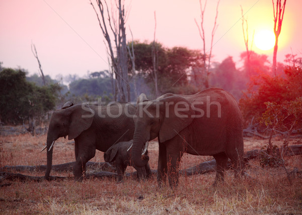elephant at sunset Stock photo © tiero