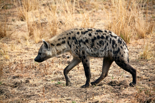 Hiena parku Zambia charakter Afryki safari Zdjęcia stock © tiero