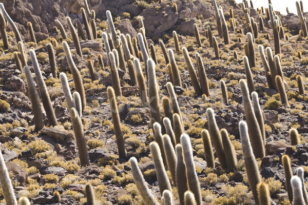 Foto stock: Bolívia · imagem · cacto · deserto · paisagem · árvore