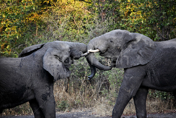 elephants fight Stock photo © tiero