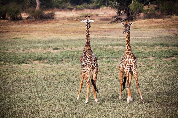 giraffe Stock photo © tiero