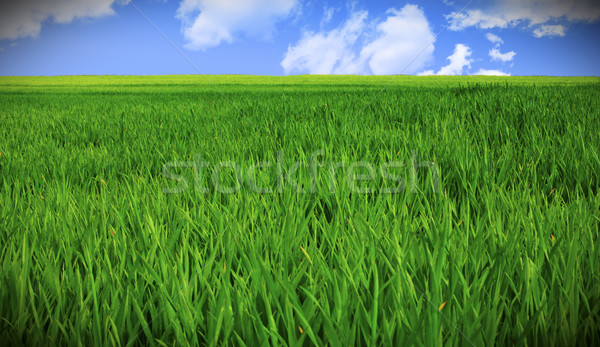 Campo de grama céu grama verde campo azul nublado Foto stock © tiero