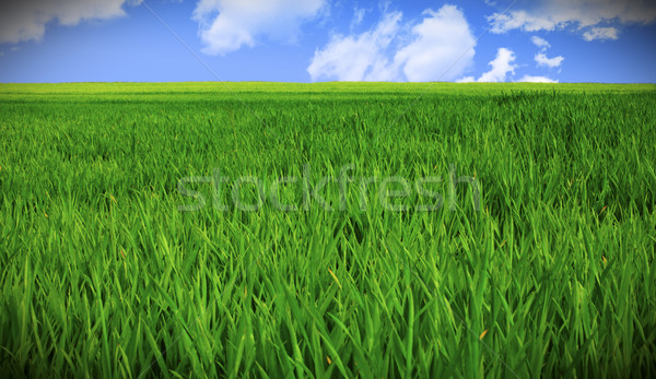 Champ d'herbe ciel herbe verte domaine bleu nuageux [[stock_photo]] © tiero