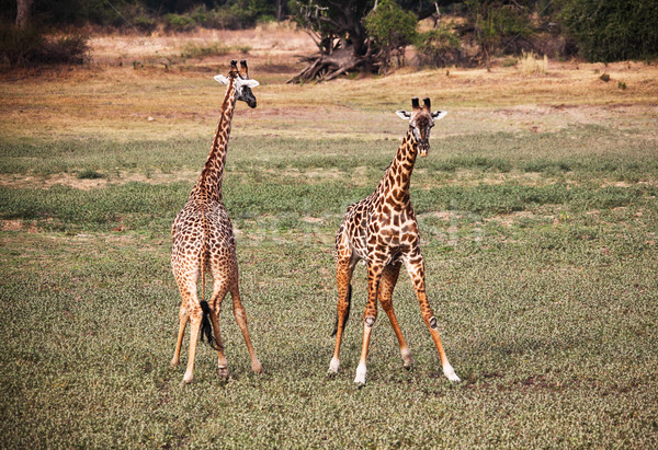 giraffe  Stock photo © tiero