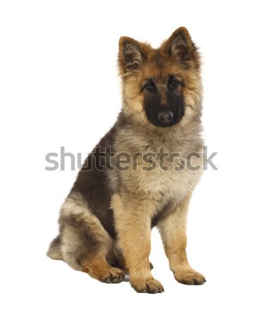 puppy of german shepard Stock photo © tiero