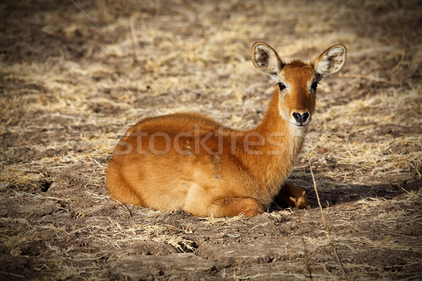impala Stock photo © tiero