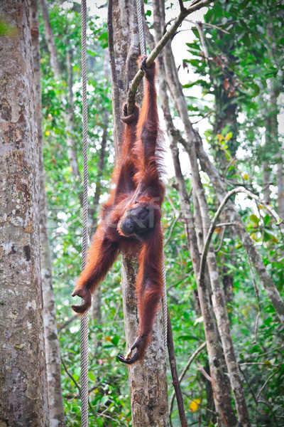 行動 野生動物 復原 中心 森林 猴子 商業照片 © tiero