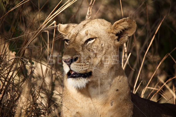 lioness portrait Stock photo © tiero