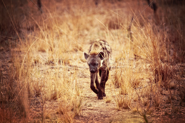 Hiena parku Zambia charakter Afryki safari Zdjęcia stock © tiero