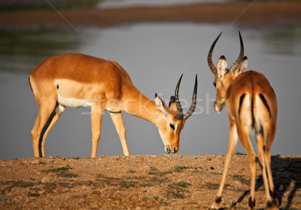 male impala Stock photo © tiero
