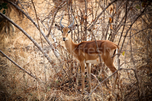 Young male impala  Stock photo © tiero