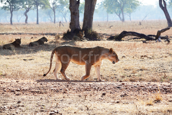 lioness Stock photo © tiero