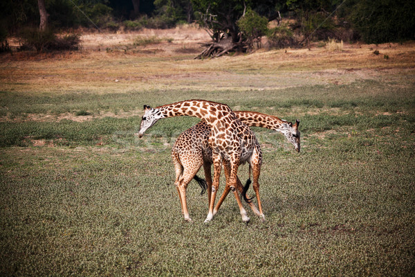 giraffe fighting Stock photo © tiero