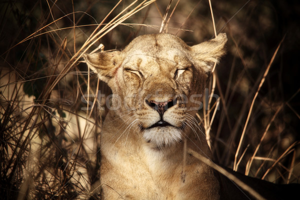 Park Zambia afrika hoofd dier Geel Stockfoto © tiero