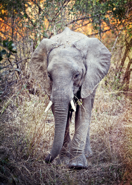 elephant Stock photo © tiero