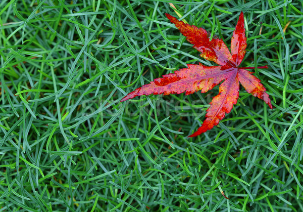 red fall leaf Stock photo © tiero