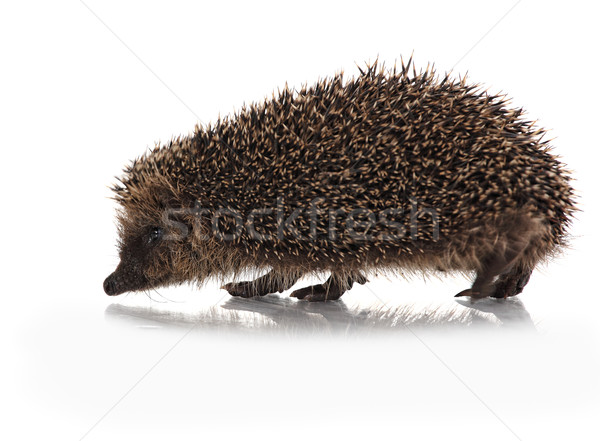 cute hodgehog on white Stock photo © tiero