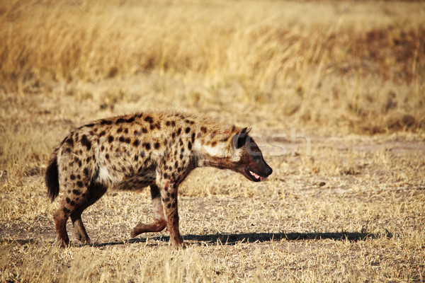 Spotted hyena Stock photo © tiero