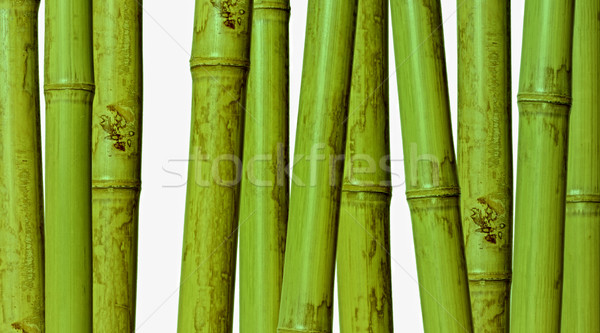 Bambù immagine diverso natura albero primavera Foto d'archivio © tiero