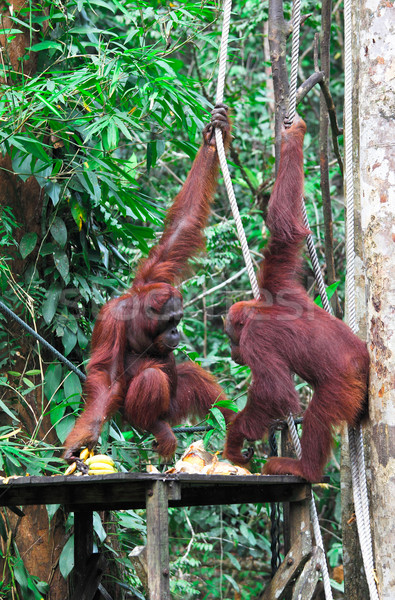 熱帶雨林 野生動物 復原 中心 森林 猴子 商業照片 © tiero